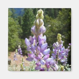 Aimant Mont Lupins
