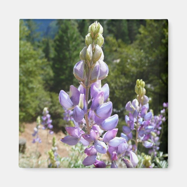 Aimant Mont Lupins (Devant)