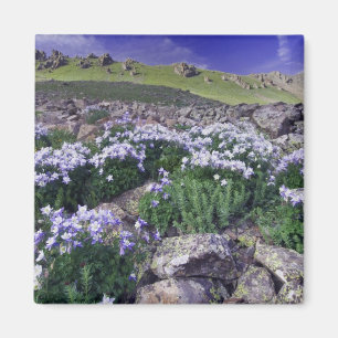 Aimant Montagnes et fleurs sauvages dans un pré alpin,