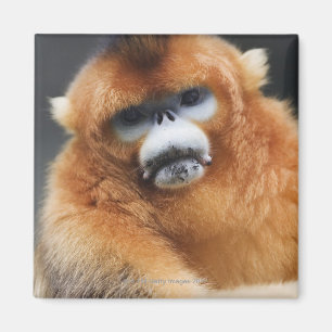 Aimant Montagnes Qinling