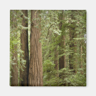 Aimant Monument national de Muir Woods, Nord