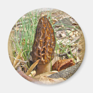 Aimant Morel Mushroom