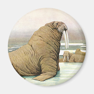 Aimant Morse vintage sur l'iceberg chez les animaux