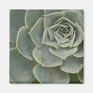 Aimant Motif de cactus