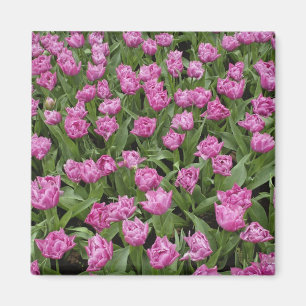 Aimant Motif floral de tulipes, jardins du Keukenhof,