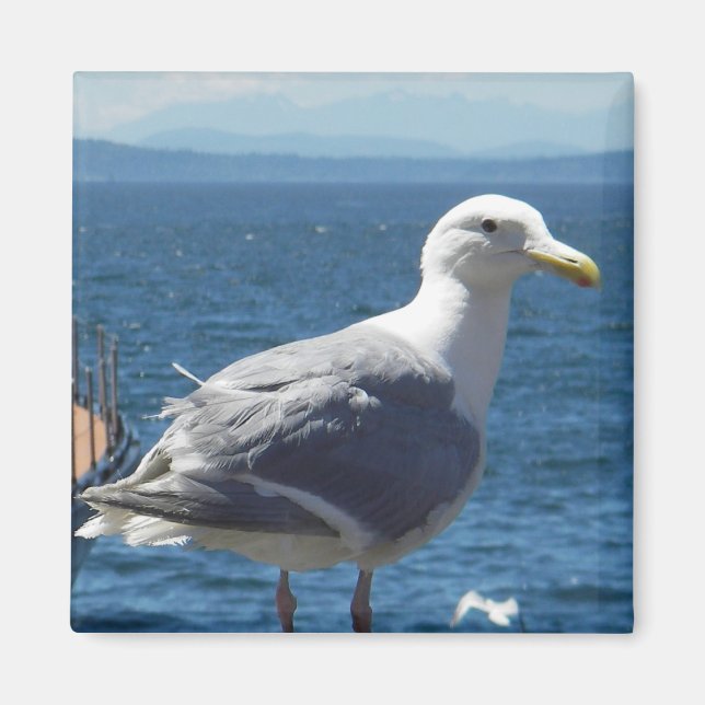 Aimant : Mouette à ailes glauques (Devant)