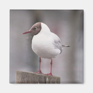 Aimant Mouette à tête noire