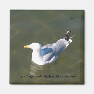 Aimant Mouette au dock de Gosmans dans Montauk