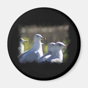Aimant Mouette sur rail