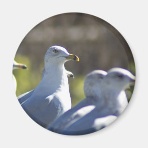 Aimant Mouette sur rail