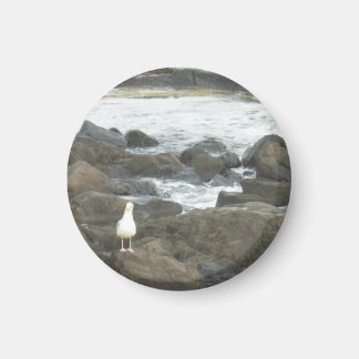 Aimant Mouette sur rochers