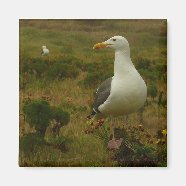 Aimant Mouettes sur l'île d'Anacapa (Devant)
