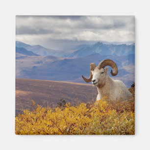 Aimant mouflon de Dall, Ovis dalli, bélier