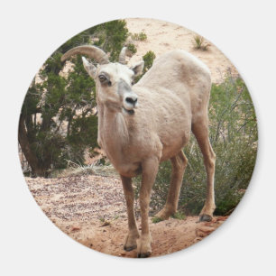 Aimant Mouflons drôles à Zion National Park