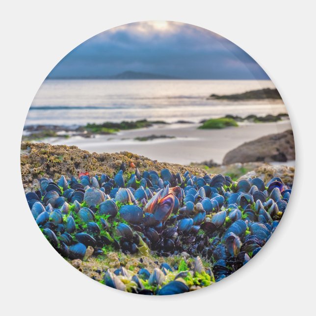 Aimant Moules (Devant)