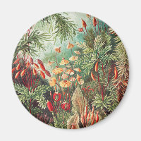 Mousses, Muscinae Laubmoose par Ernst Haeckel