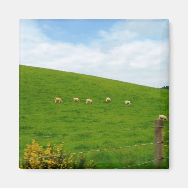 AIMANT MOUTON! (Devant)