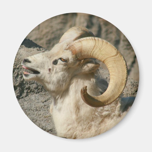 Aimant Mouton de Bighorn riant (Devant)