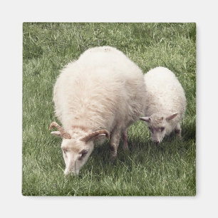 Aimant Moutons avec l'agneau
