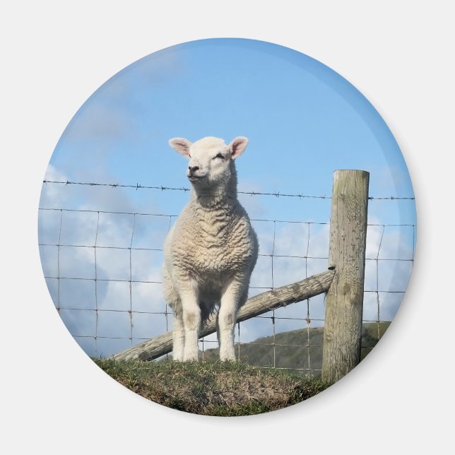AIMANT MOUTONS MIGNONS (Devant)