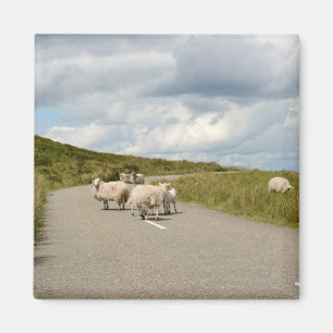 Aimant Moutons sur la route dans l'aimant de l'Irlande