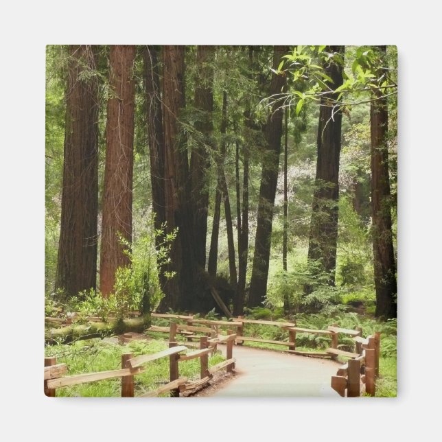 Aimant Muir Woods Chemin I Nature Photographie (Devant)
