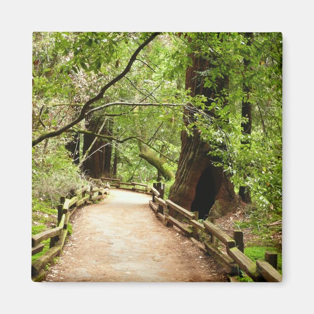 Aimant Muir Woods Path II Nature Photography (Devant)