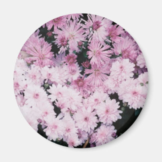 Aimant mûres pourpres