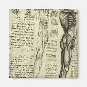 Aimant Muscles masculins de l'anatomie humaine par Léonar