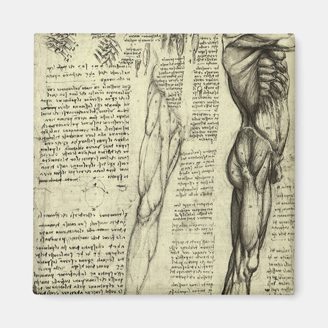Aimant Muscles masculins de l'anatomie humaine par Léonar (Devant)