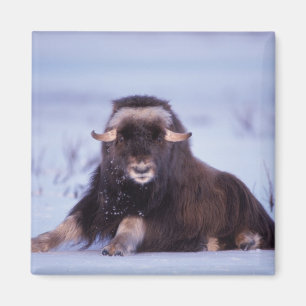 Aimant muskox, Ovibos moschatus, jeune taureau