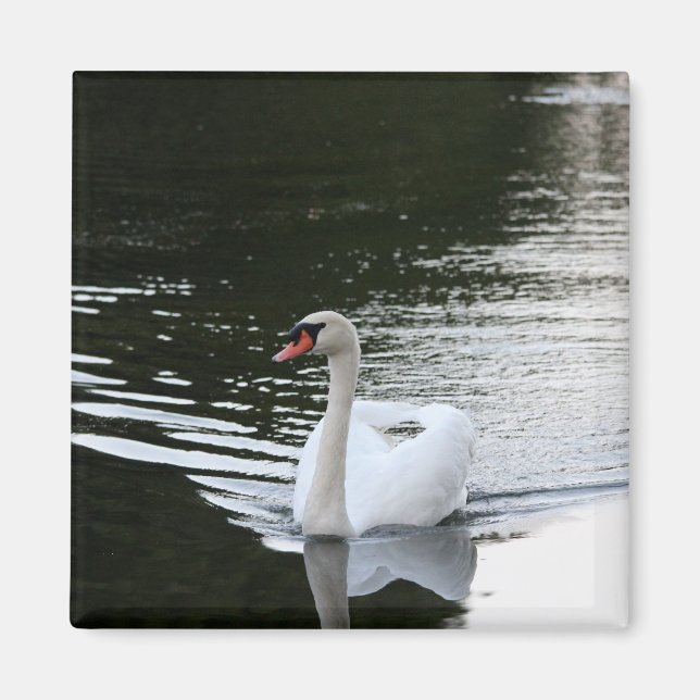 Aimant Mute Swan (Devant)