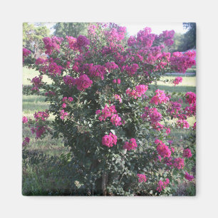 Aimant Myrtle crêpe