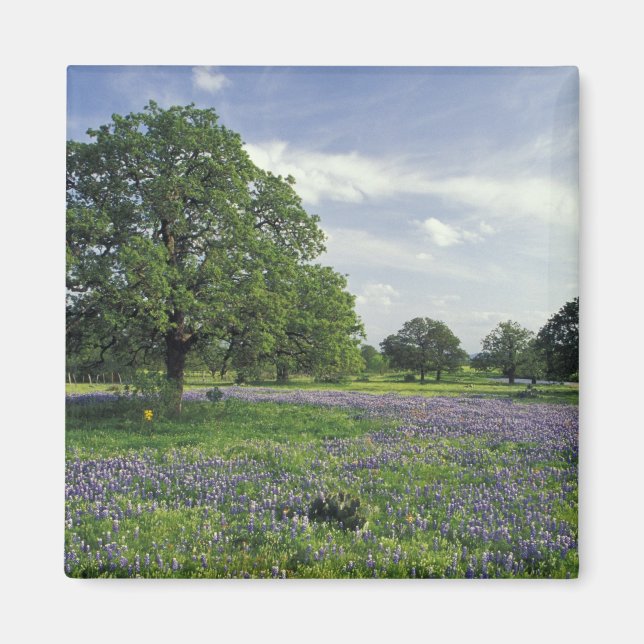 Aimant N.A., USA, Texas, Lac Buchanan, Chênes et Bleus (Devant)