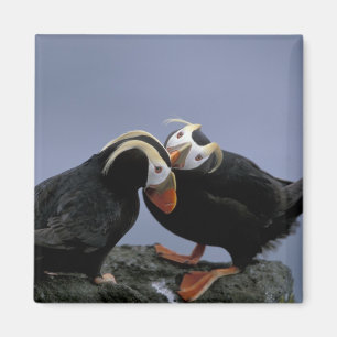 Aimant NA, USA, Alaska, Mer de Béring, Pribilofs. Tufé