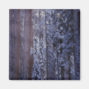 Aimant NA, USA, Californie. Parc national de Sequoia. 2