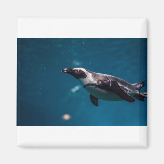 Aimant Nager Pengiun dans la mer.