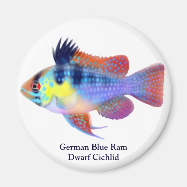 Aimant nain bélier bleu allemand (Devant)