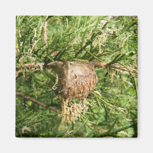 Aimant naissant de ~ de mante