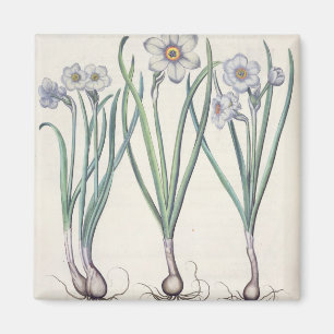 Aimant Narcisses : purpureus de medio du maximus