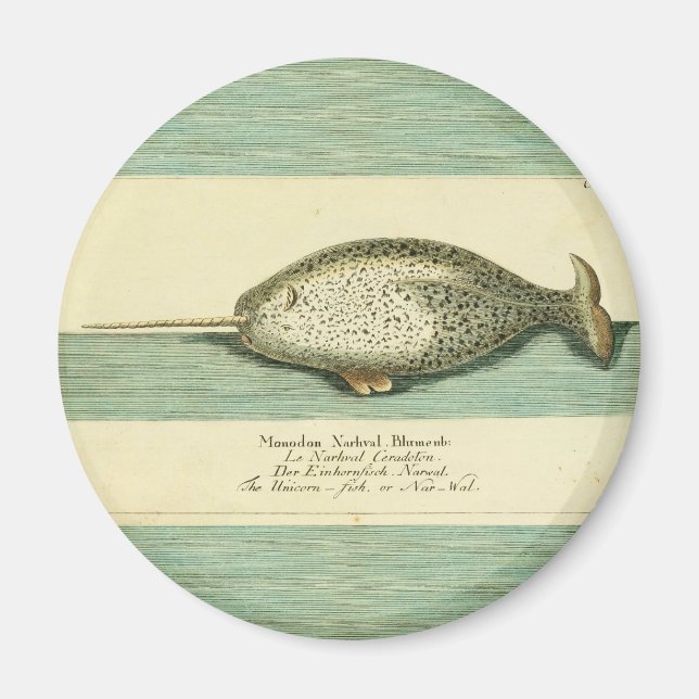 Aimant Narwhal Antique Baleine Aquarelle Art scientifique (Devant)
