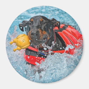 Aimant Natation de dobermann avec le jouet préféré