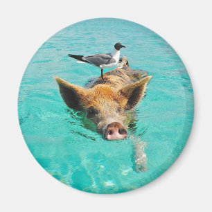 Aimant Natation mignonne de porc dans l'eau