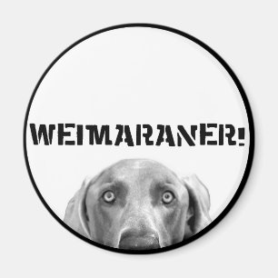 Aimant Nation de Weimaraner : Weimaraner dans une boîte 