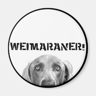 Aimant Nation Weimaraner : Weimaraner Dans Une Boîte !
