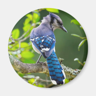 Aimant Nature Photographie Shy Blue Jay Vêtements Cadeaux