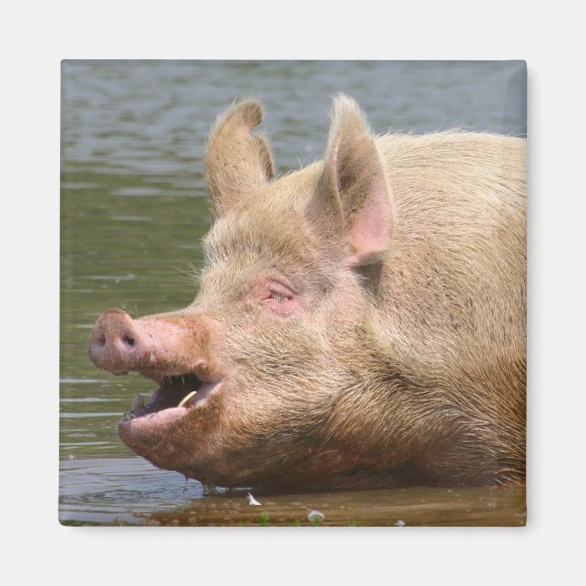 Aimant Ne mangez pas ça ! ! ! (Devant)