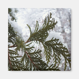 Aimant Neige sur les branches À feuillage persistant