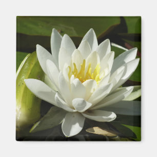 Aimant Nénuphar blanc et bud Floral