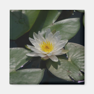 Aimant Nénuphar Lotus blanc
